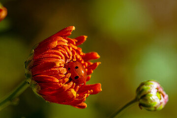 Ladybug sits on a large bright chrysanthemum flower. Macro photography. Close up.