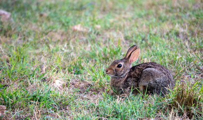 Close up of rabbit in the wild