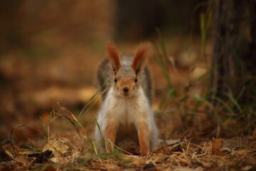 cute squirrel sitting in grass in autumn park