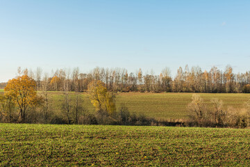 Agricultural field with seedlings of winter plants during sunset in late autumn. Nature landscape background