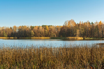 View of a blue lake with coastal dry vegetation and an autumn forest on the horizon. Nature landscape background on sunny autumn evening with clear sky