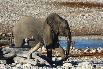 Afrikanischer Elefant (locodonta africana) am Wasserloch Olifantsbad im Etosha Nationalpark. 