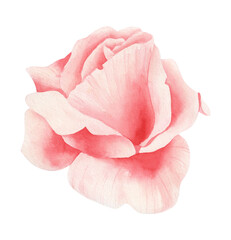 Watercolor pink rose isolated.