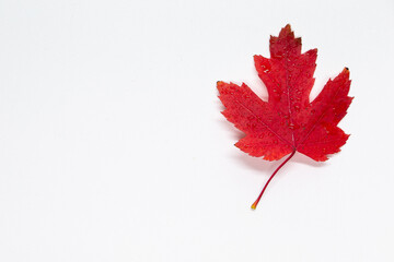 A red maple leaf on a white background. Autumn colors. Red on white.