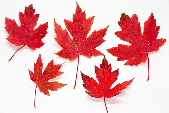 five red maple leaves on white background Autumn colors. Red on white.