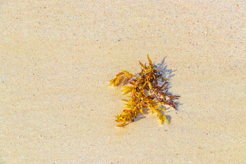 Fresh yellow seaweed seagrass sargazo beach Playa del Carmen Mexico.