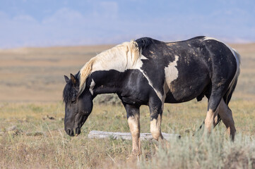 Beautiful Wild Horse in Summer in the Wyoming Desert
