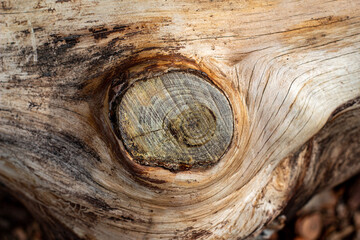 Textura de corteza de madera marrón de un árbol en el bosque de la ciudad de Madrid con...