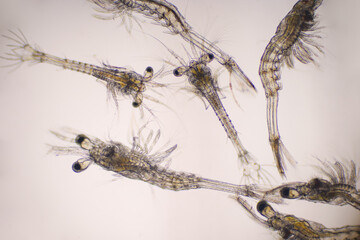Shrimp, Zoea stage and Mysis stage of Vannamei shrimp in light microscope, Shrimp larvae under a...