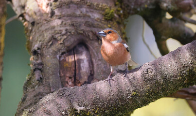 Common Chaffinch (fringilla celebs) on a tree