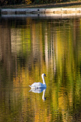 single swan on water reflection