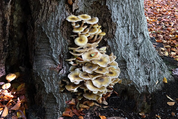 Fungus in the public parks in the Netherlands
