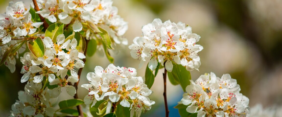 White flowers bloom in the trees. Spring landscape with blooming sakura tree. Beautiful blooming garden on a sunny day. Copy space for text.