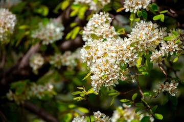 White flowers bloom in the trees. Spring landscape with blooming sakura tree. Beautiful blooming garden on a sunny day. Copy space for text.