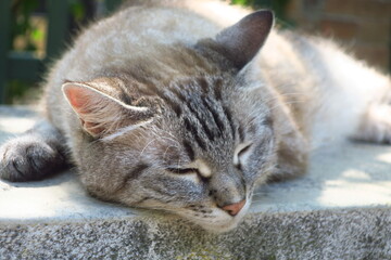 Cute cat sleeping near Giardini, in Venice, Italy