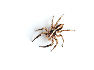 Pantropical Jumping Spider. Plexippus paykulli   