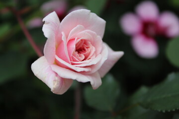 Delicated flower. Rose, orchid, pansy, leaf, pink. Colorful and cute flower.