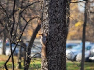 Squirrel on a tree trunk in autumn in a city park in sunny weather. Fallen leaves on the ground after leaf fall