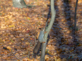 Squirrel on a tree trunk in autumn in a city park in sunny weather. Fallen leaves on the ground after leaf fall
