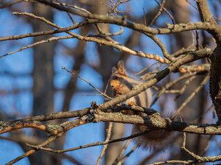 Squirrel sits on a tree branch and eats in a city park in autumn