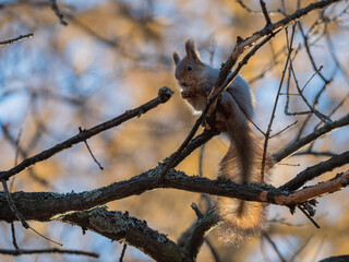 Squirrel sits on a tree branch and eats in a city park in autumn