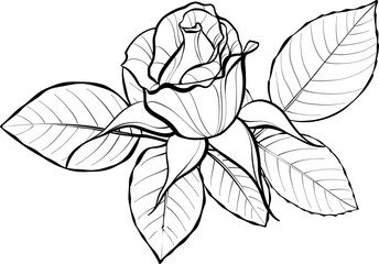 A small rosebud with leaves. Illustration sketch in black and white style. Vector.