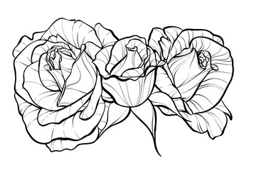Three rosebuds. A composition of flowers. Illustration sketch in black and white style. Vector.