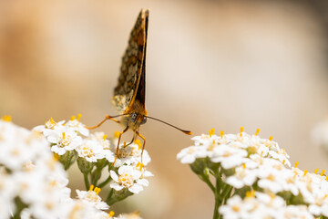 Fritillaria provenzal (Melitaea deione), taking nectar on the white flower, selective focus on the eye.