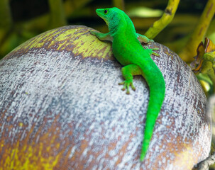 Taggecko, Seychelles giant day gecko (Phelsuma sundbergi) on a Coconut, Praslin, Seychelles Islands, Indian Ocean, Africa