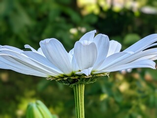 white flower in the garden