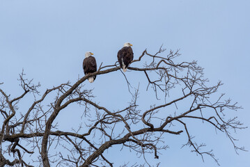 Bald Eagles Perched In A Bare Tree