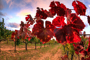 red wineyard for red wine