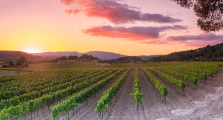 Fotobehang panoramic views of vineyard in penedes region of wine  © david
