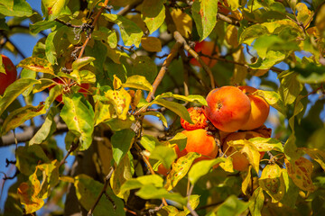 Harvest of apples on a plantation in the garden. Fruit trees with apples. Ripe fruits on the branches of a tree. Gardening in agriculture.