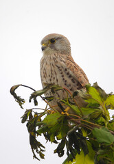 Common Kestrel (Falco tinnunculus) sitting on a tree