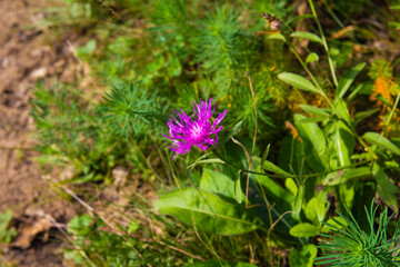Perennial cornflower or Centaurea dealbata flower