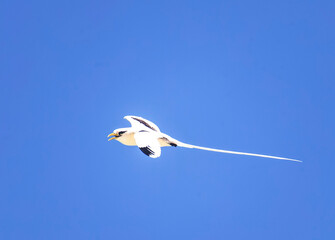 White Tailed Tropicbird (Phaethon lepturus).at Cousin Island, Seychelles, Indian Ocean, Africa