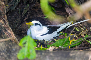 White Tailed Tropicbird (Phaethon lepturus).at Cousin Island, Seychelles, Indian Ocean, Africa