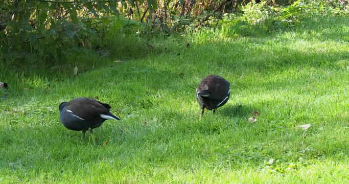 Gallinula chloropus) Couple of common moorhens walking and foraging around a vegetated swamp