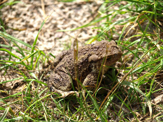 frog in the grass