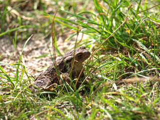 Frog in the grass	