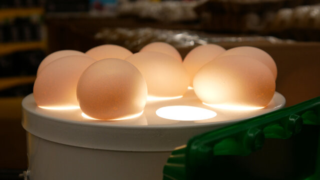 Close-up of an ovoscope with many chicken eggs on it