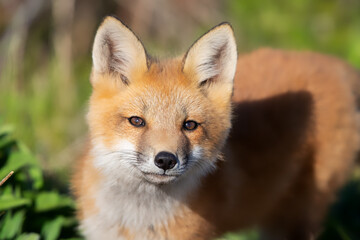 Naklejka na ściany i meble Cute fox kit