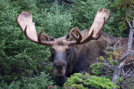 Bull moose with large rack.