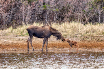 Kissing moose calf.