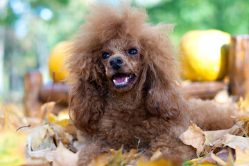 Portrait Beautiful little apricot poodle outdoors in the autumn leaf