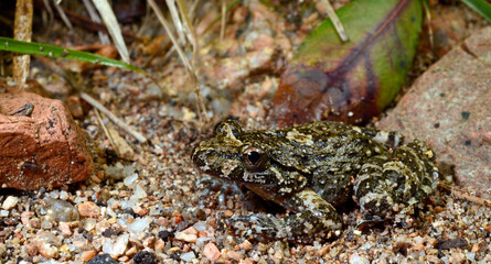 Discoglosse de Montalent // Corsican painted frog // Korsischer Scheibenzüngler (Discoglossus...