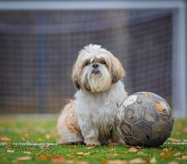 shih tzu dog plays football on the field with a ball
