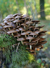 A large cluster of Psathyrella mushrooms growing on a tree trunk in a wood in the Netherlands