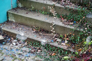 Alte graue Betontreppe mit grünen Efeuzweigen und bunten Blättern am Morgen im Winter